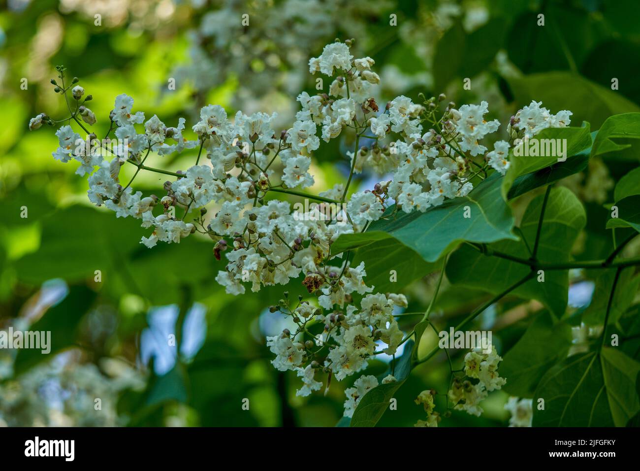Catalpa bignonioides is a species of Catalpa that is native to the southeastern United States in Alabama, Florida, Georgia, Louisiana, and Mississippi Stock Photo