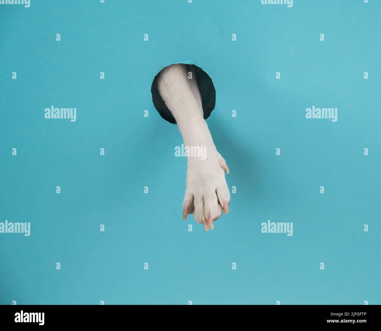 Dog paw sticks out of a hole in a paper blue background Stock Photo - Alamy
