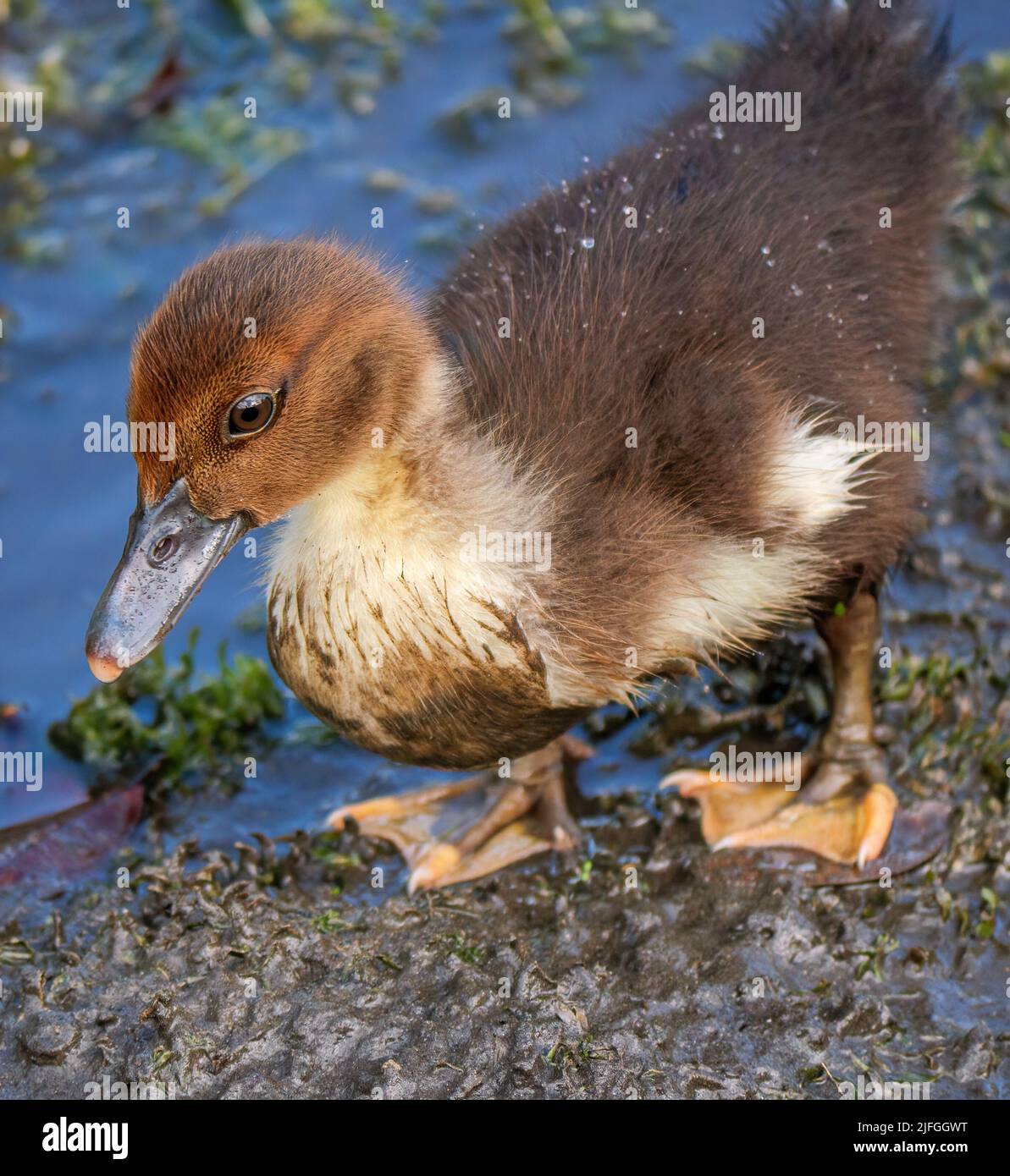 A closeup shot of a Muscovy duckling near a lake during the day Stock Photo