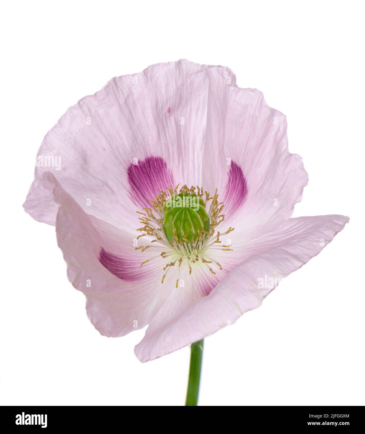 Poppy flower isolated on white background. Single pink opium poppy. Papaver somniferum. Clipping path Stock Photo