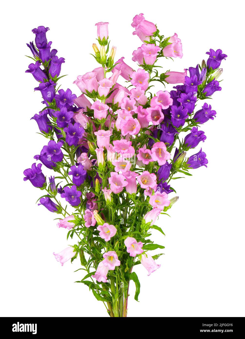Campanula medium flowers isolated on white background. Bouquet of Canterbury bells or bell flower Stock Photo