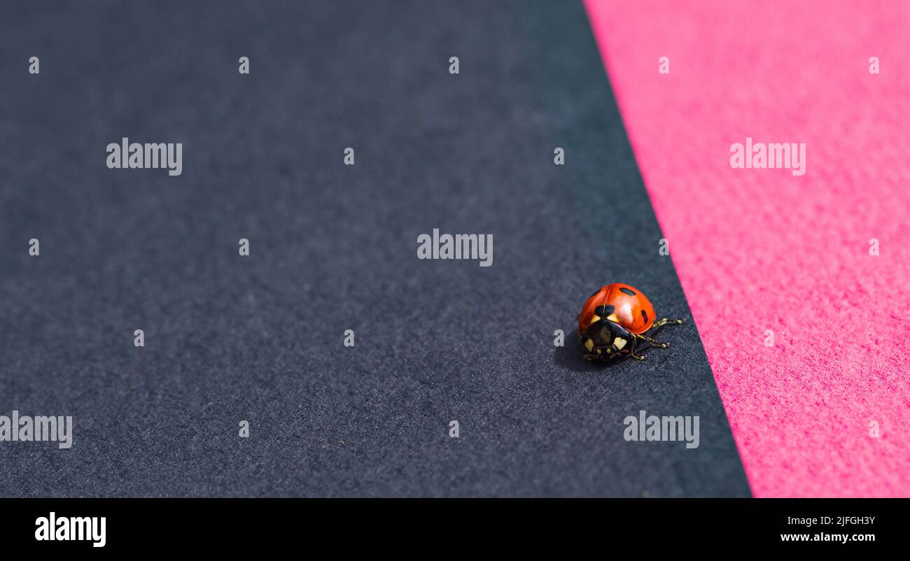 Ladybug on black and pink background in sunny weather. Little red beetle with black specks basking in sun Stock Photo