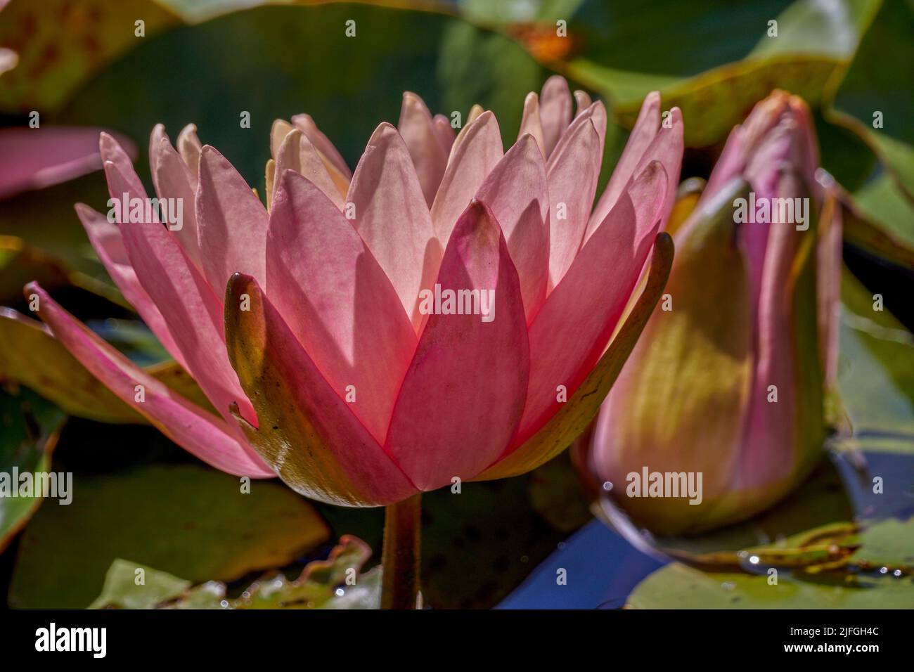 Lush pink water lily in full bloom Nymphea Stock Photo