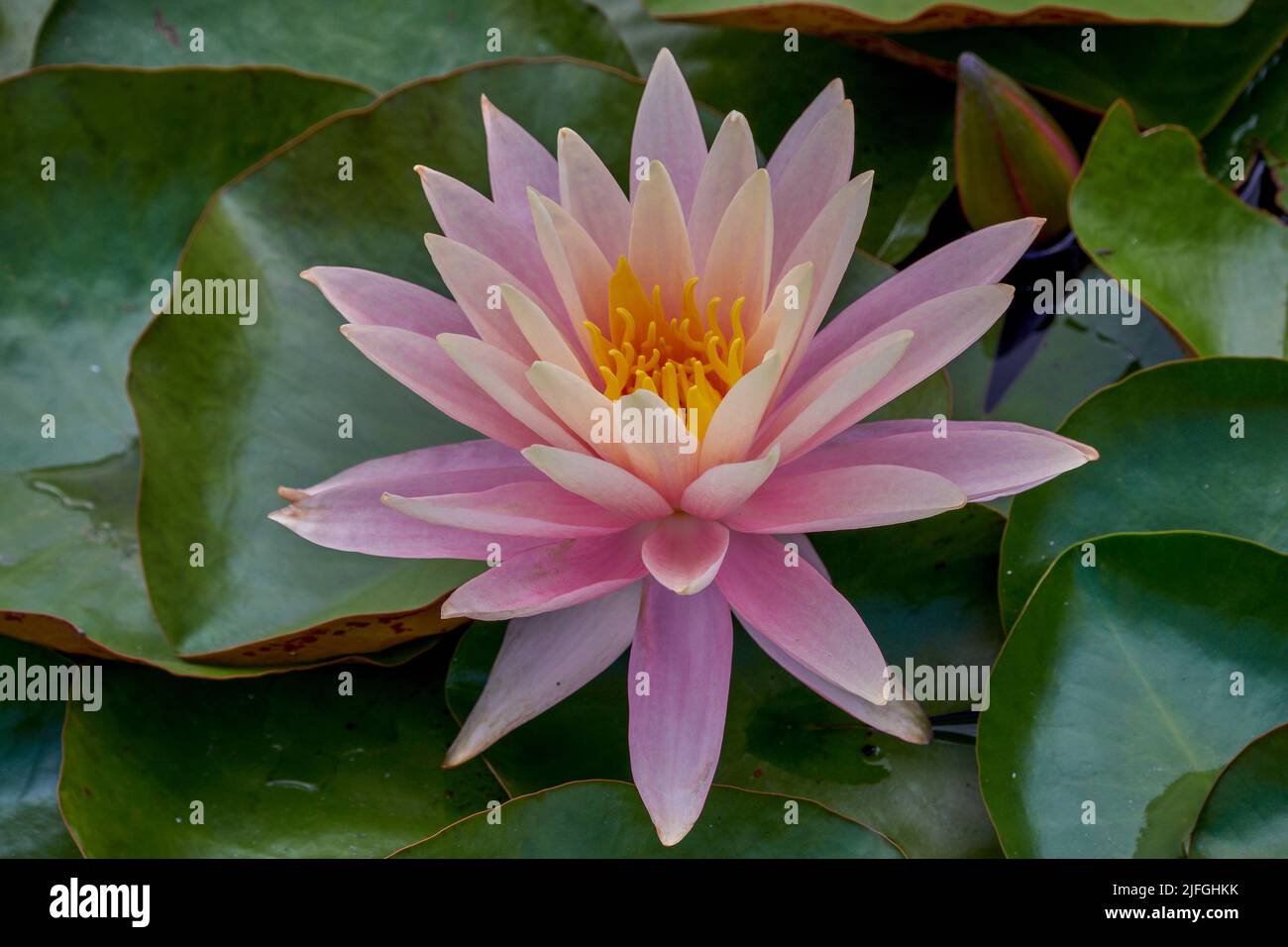 Lush pink water lily in full bloom Nymphea Stock Photo
