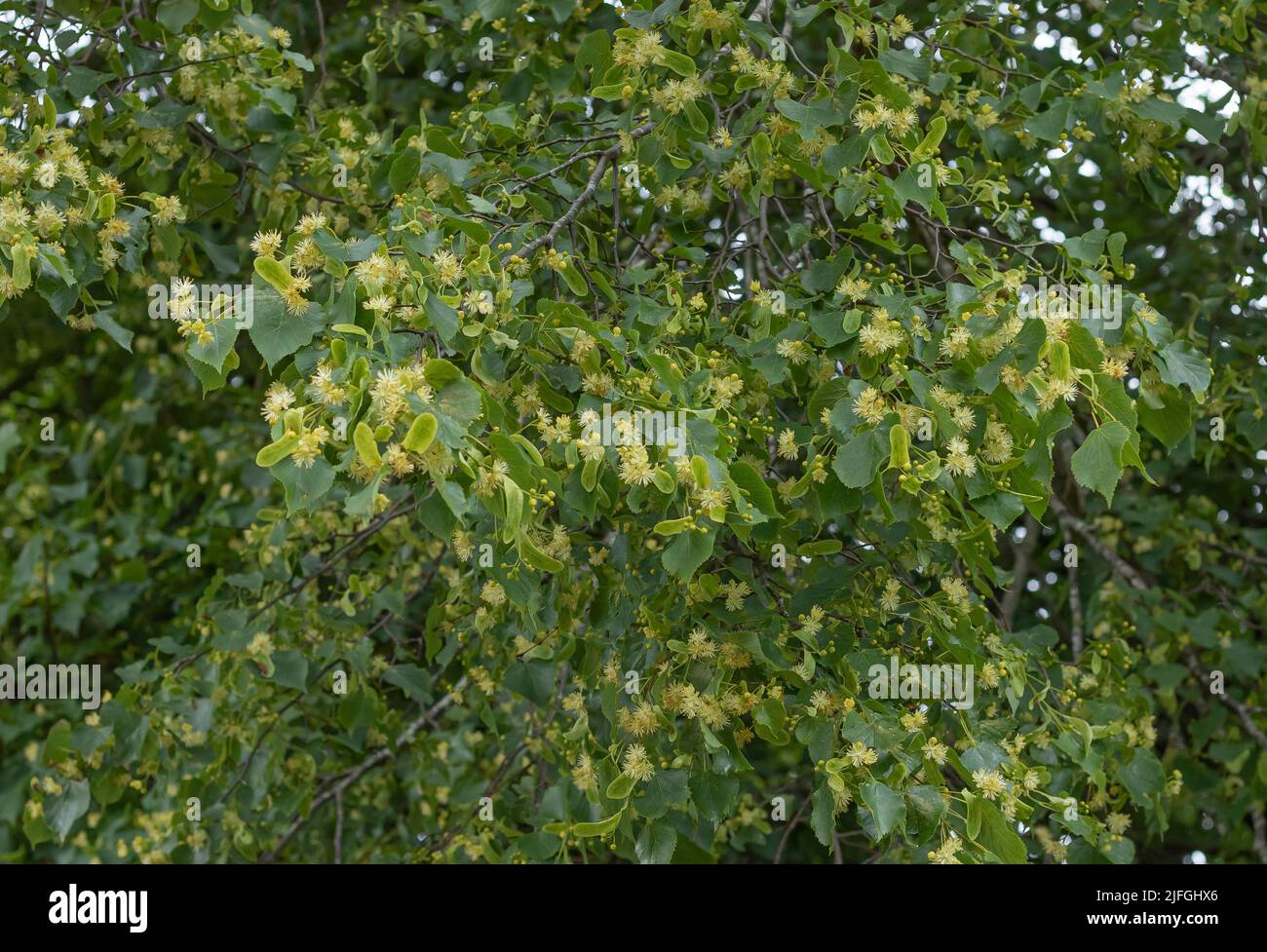 Ornamental lemon tree hires stock photography and images Alamy
