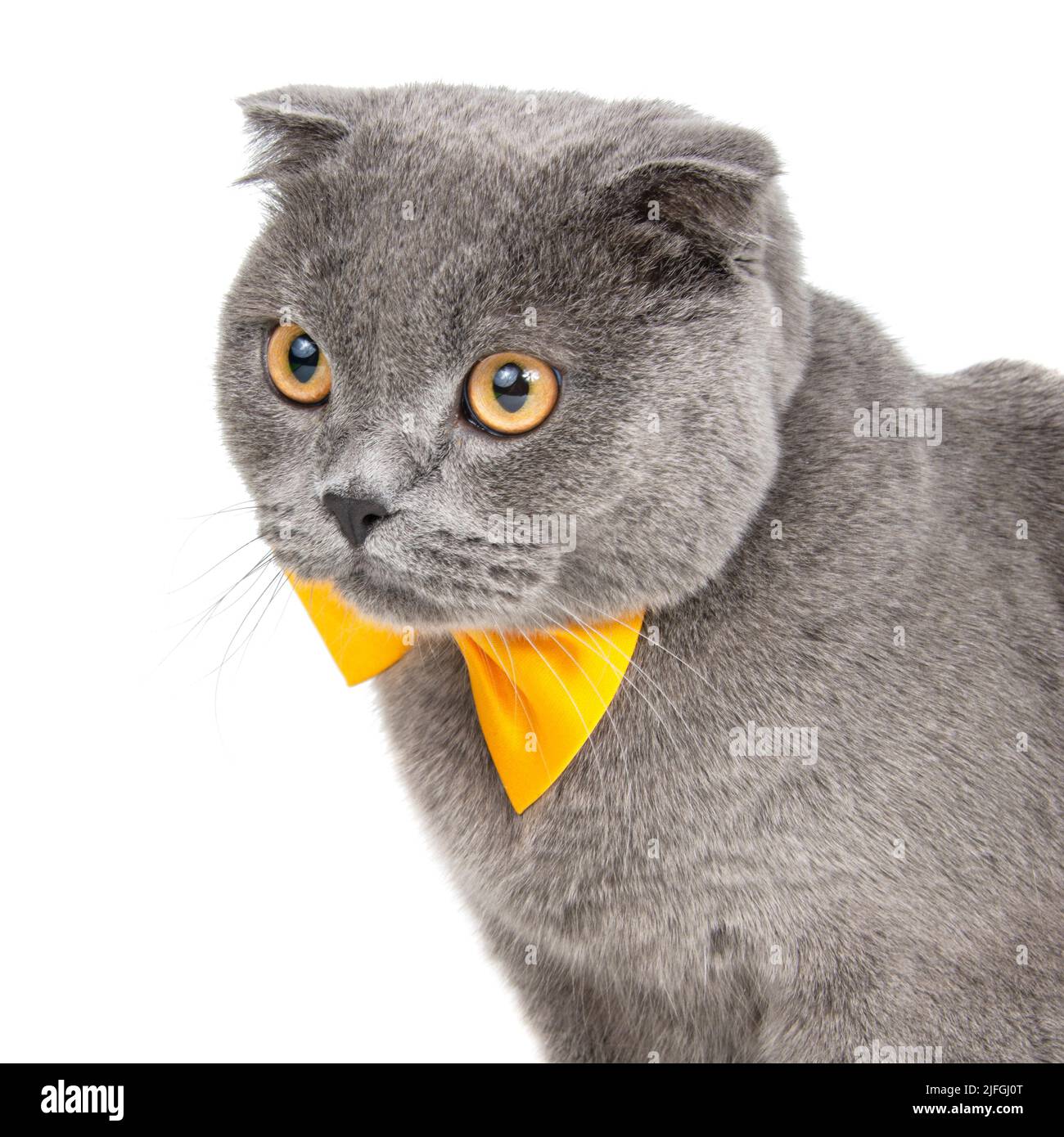 Grey cat breed hi-res stock photography and images - Page 16 - Alamy