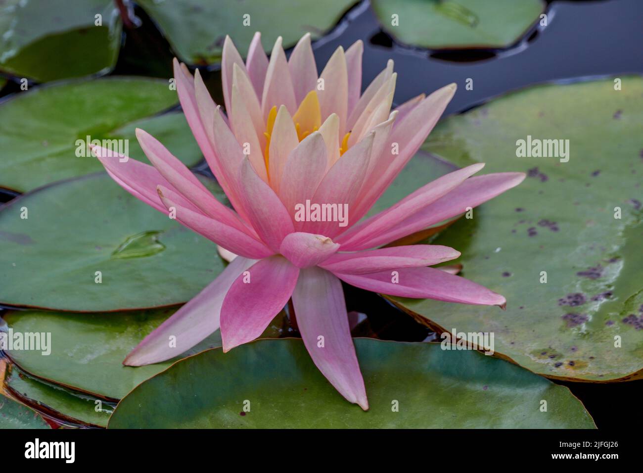 Lush pink water lily in full bloom Nymphea Stock Photo