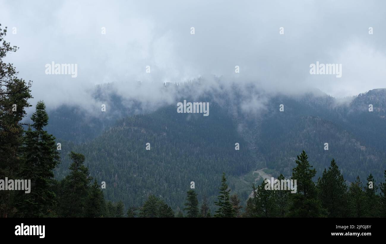 A scenic view of a mountain covered with green pine forests on a foggy ...
