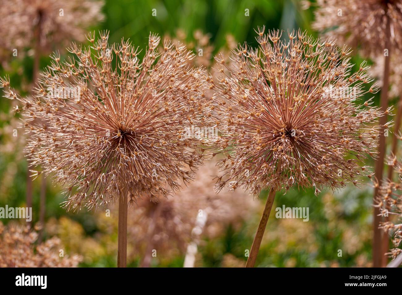 Dried giant garlic seed heads Stock Photo Alamy