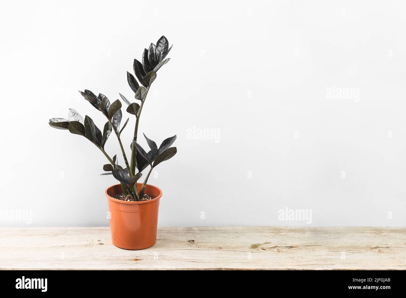 Zamioculcas Zamiifolia Raven, potted house plant with black leaves over grey background with copy space. Spooky dark plants collection Stock Photo