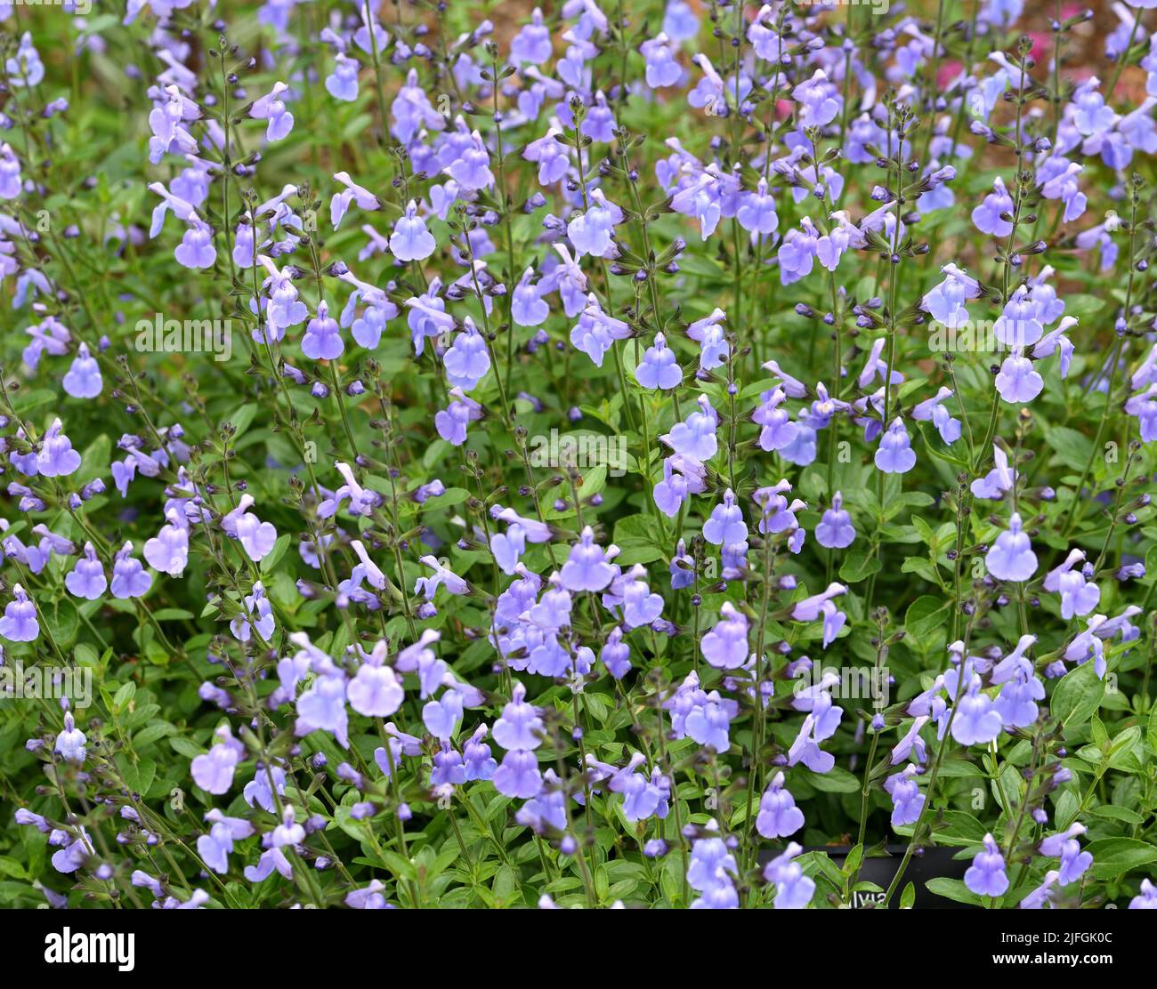 Salvia delice Aquamarine. Stock Photo