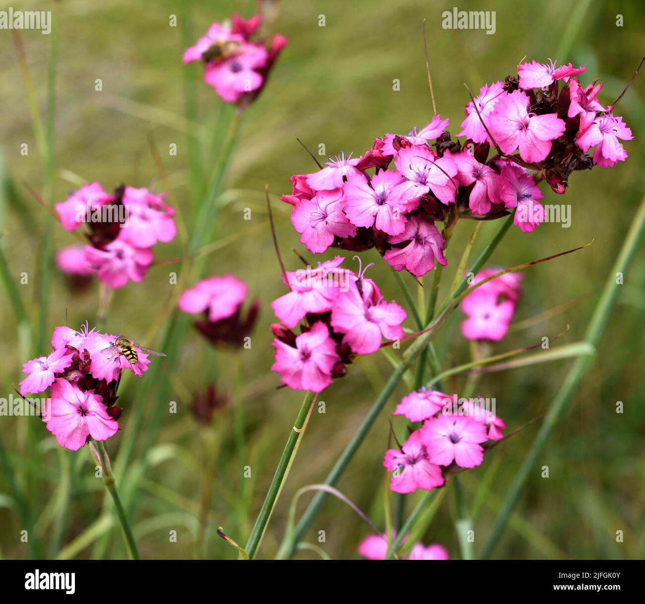 Closeup of the pink flowers of Dianthus carthusianorum. Stock Photo