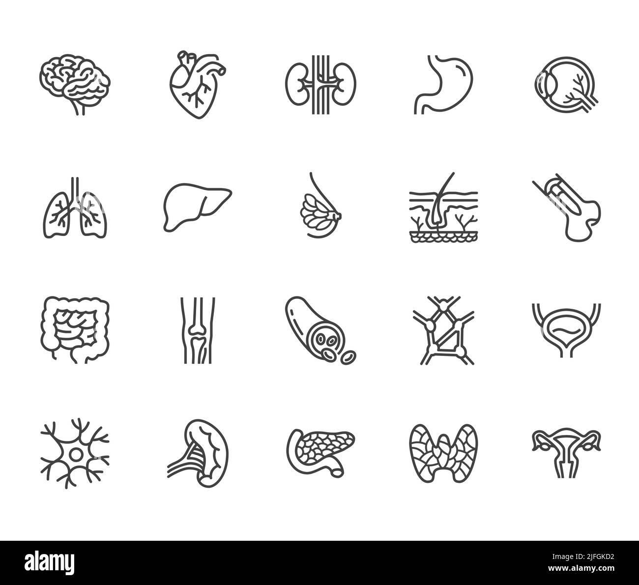 Organs, anatomy flat line icons set. Human bones, stomach, brain, heart, bladder, nervous system vector illustrations. Outline pictograms for medical Stock Vector