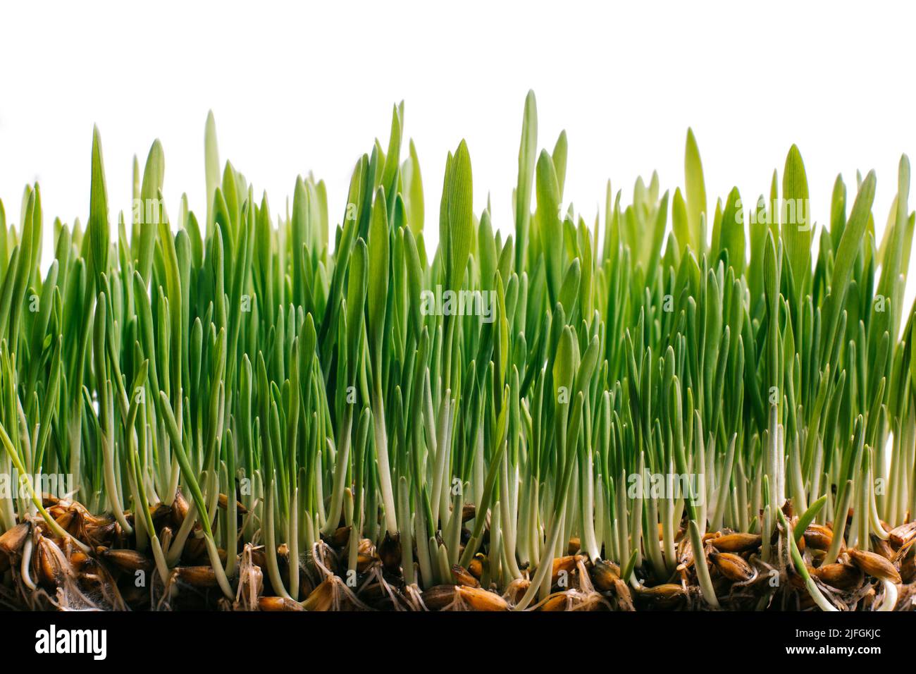 Fresh spring green grass and germinated seeds Stock Photo Alamy
