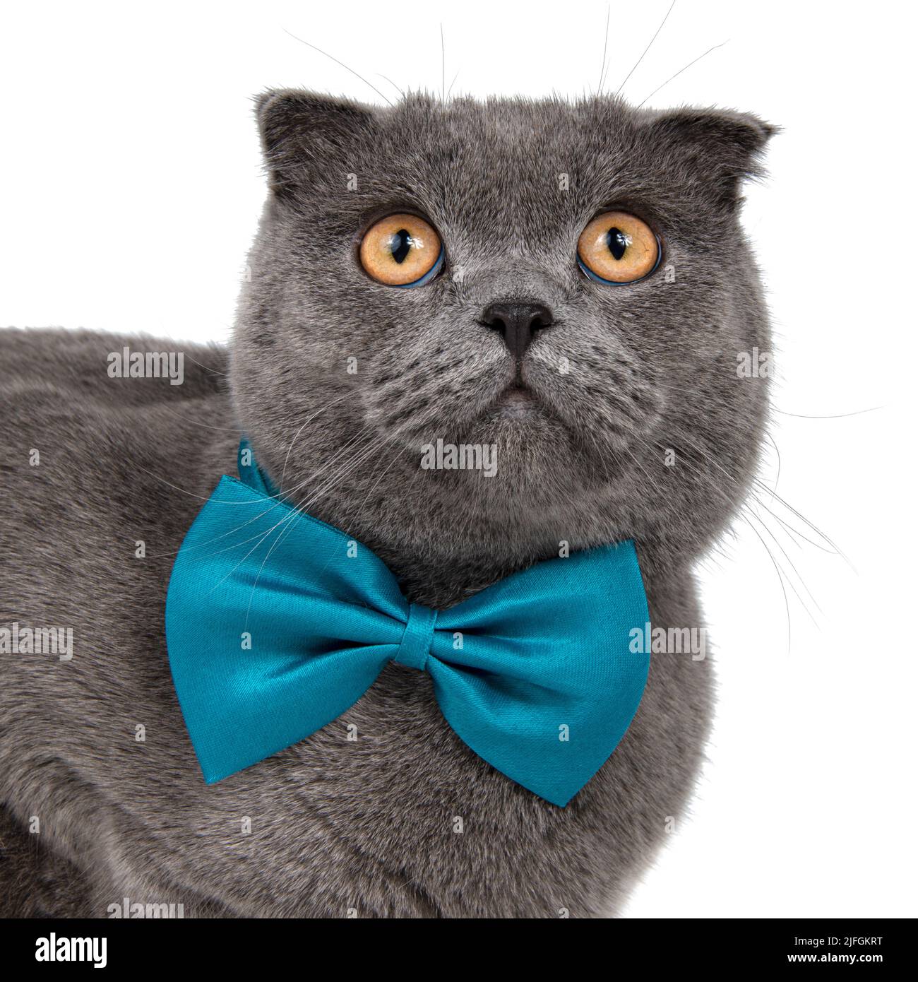 Blue grey british cat beautiful isolated on the white background Stock Photo