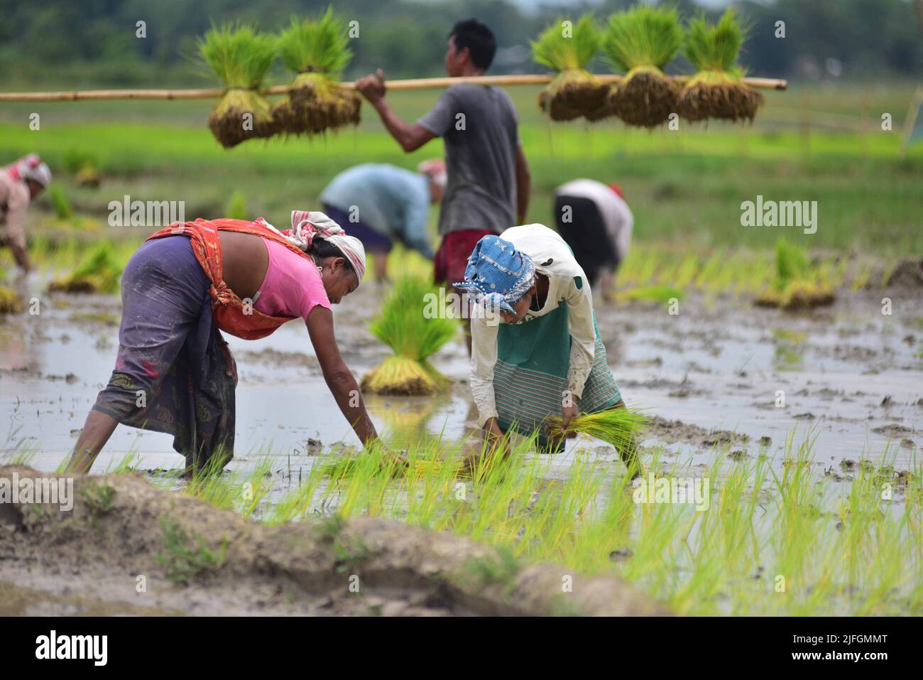 (220703) -- ASSAM, July 3, 2022 (Xinhua) -- Women plant rice seedlings ...