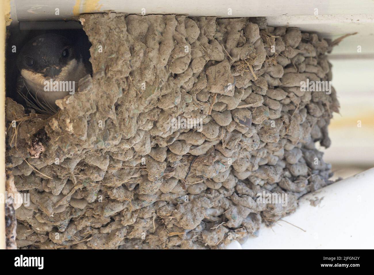 Portmagee, County Kerry, Ireland. 3rd July, 2022. House Martin in nest in eaves of a house, Portmagee, County Kerry, Ireland Credit: Stephen Power/Alamy Live News Stock Photo