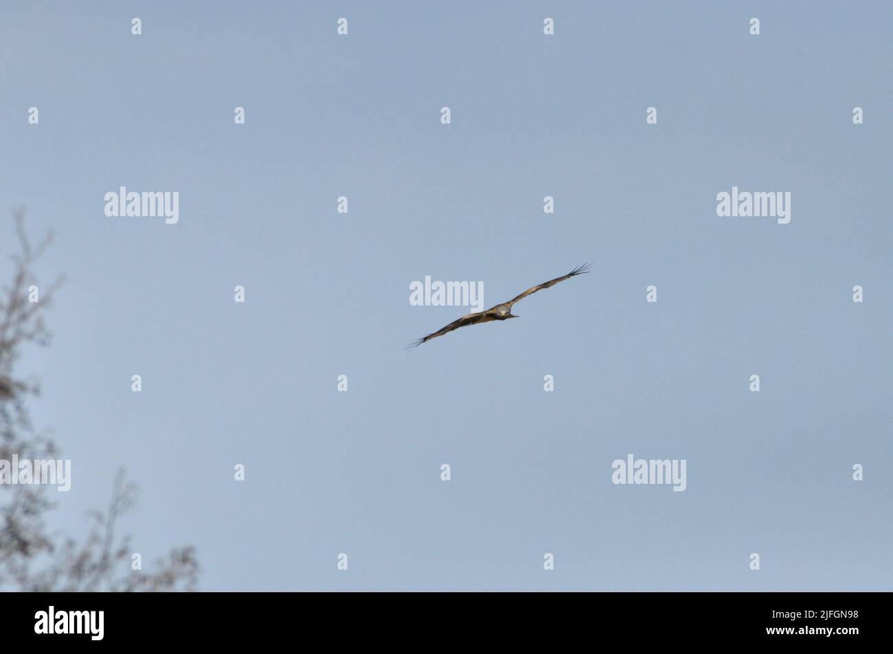 Die Halbinsel Gnitz lädt auf der Insel Usedom zum Wandern und entspannen ein. Man kann hier  auch den Rotmilan  (Milvus milvus) beobachten. - The Gnit Stock Photo