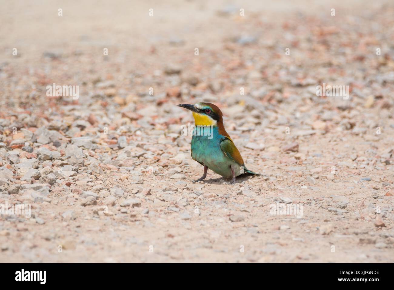 European bee-eater, Merops apiaster, on the ground, Montgai, Catalonia, Spain Stock Photo