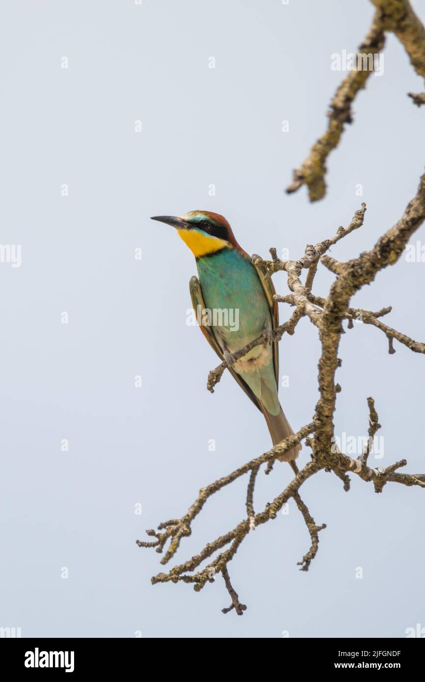 European bee-eater, Merops apiaster, on a tree branch, Montgai, Catalonia, Spain Stock Photo