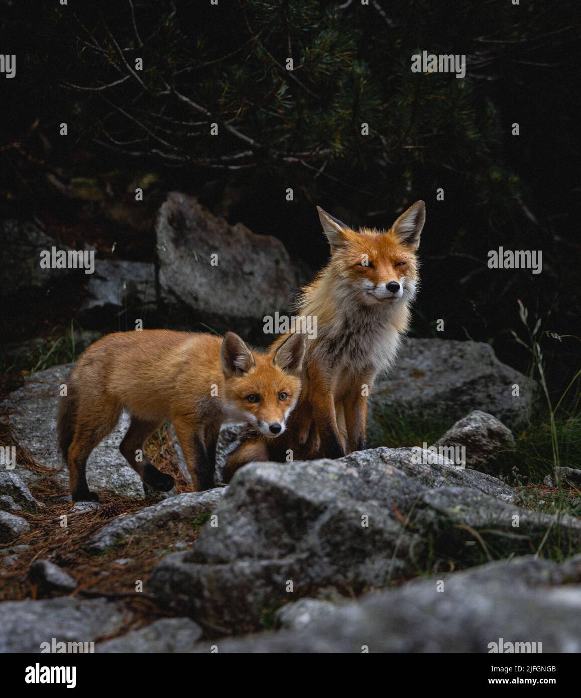 A small two Middle Russian foxes on the rocks in the forest Stock Photo