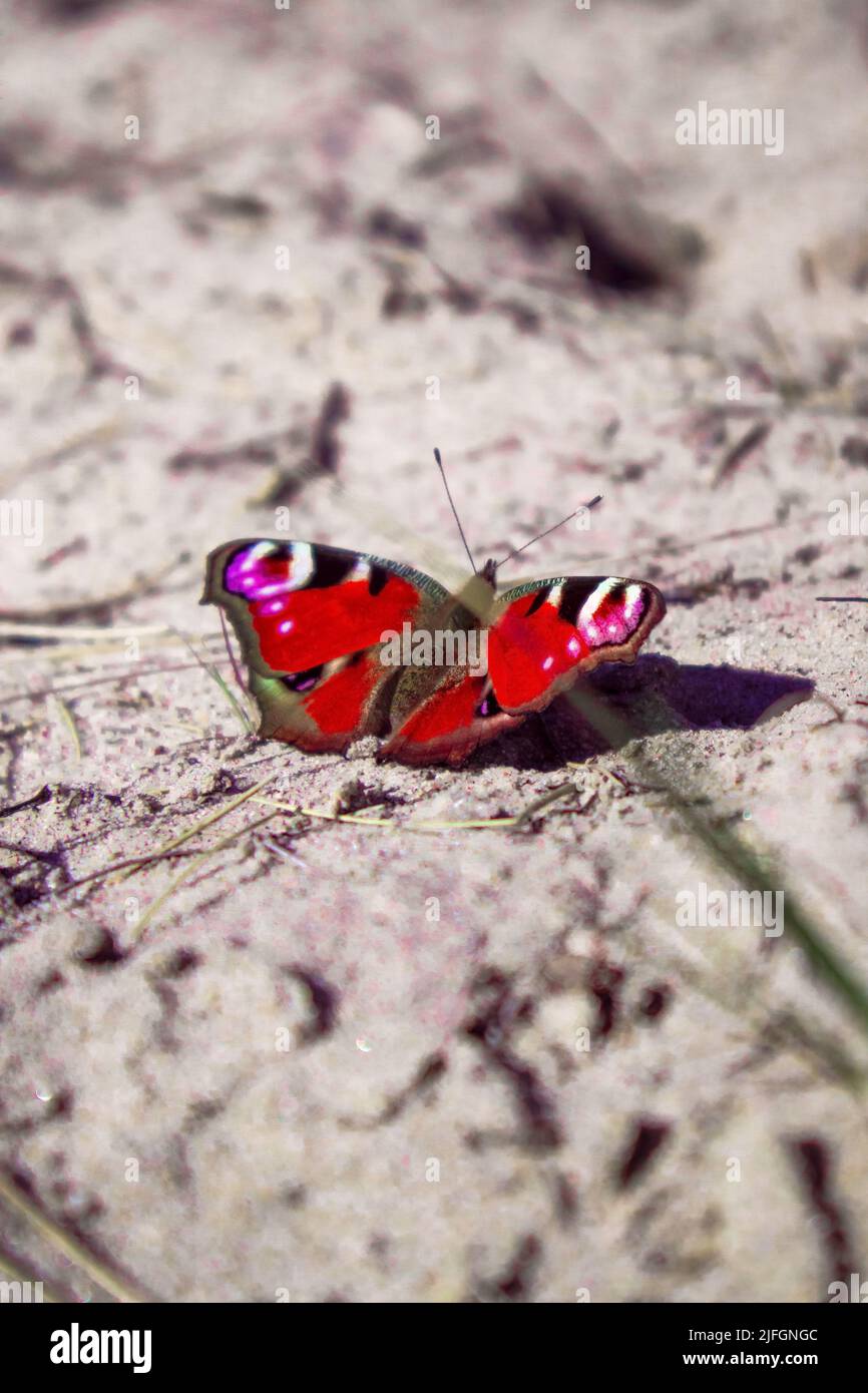 A closeup shot of a red Peacock butterfly on rocky surface Stock Photo