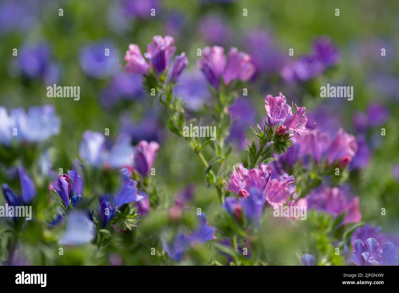 Echium amoenum  High Country Gardens