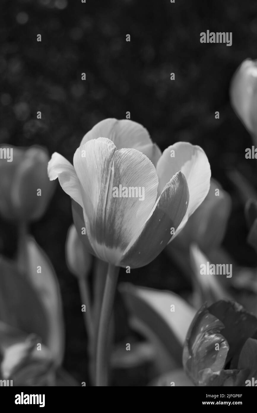 Beautiful spring flowers growing in the bright summer sun in black and white. Stock Photo