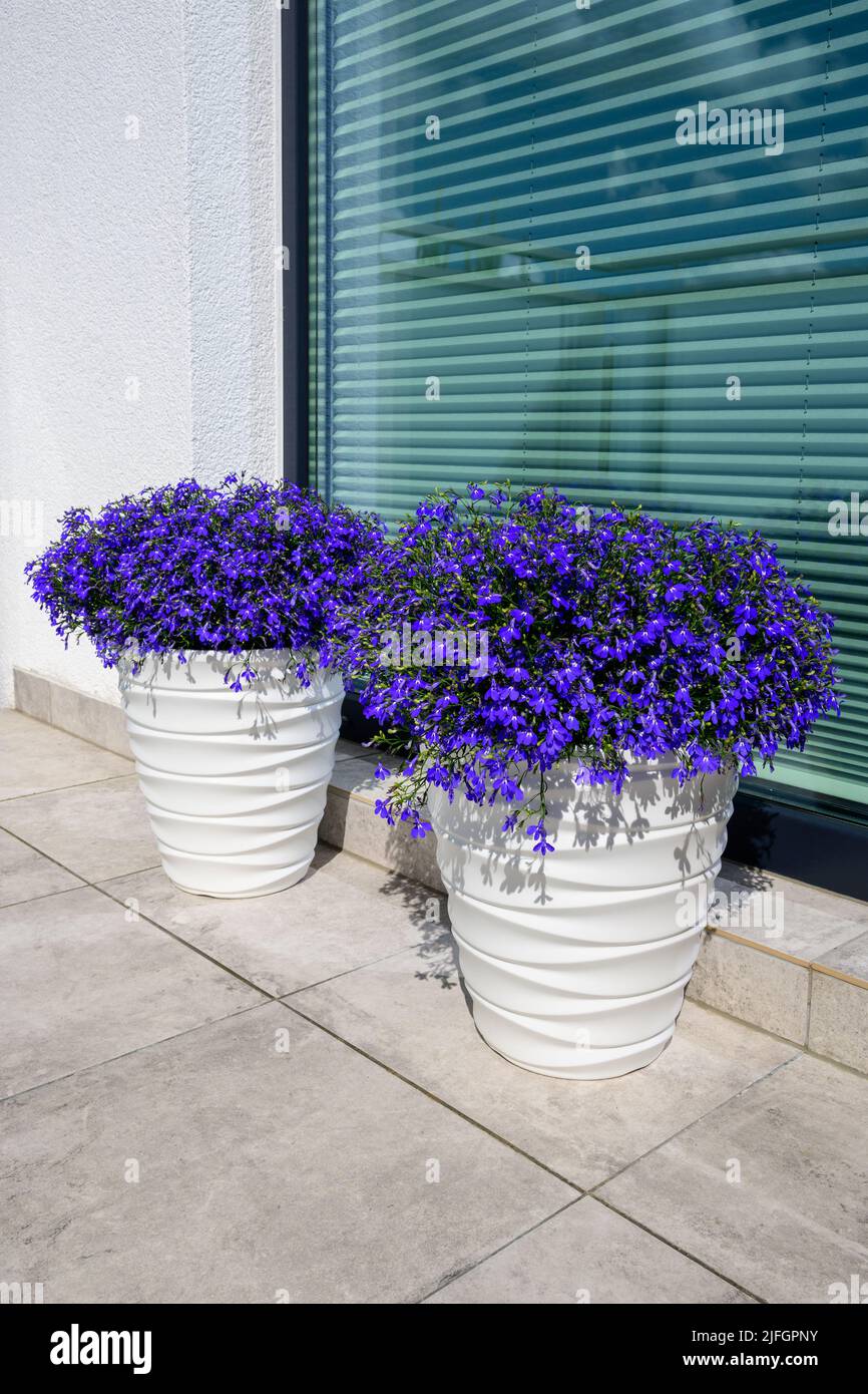 Lobelia erinus or Edging lobelia or Garden lobelia with fine blue flowers, the most popular seasonal balcony plant Stock Photo