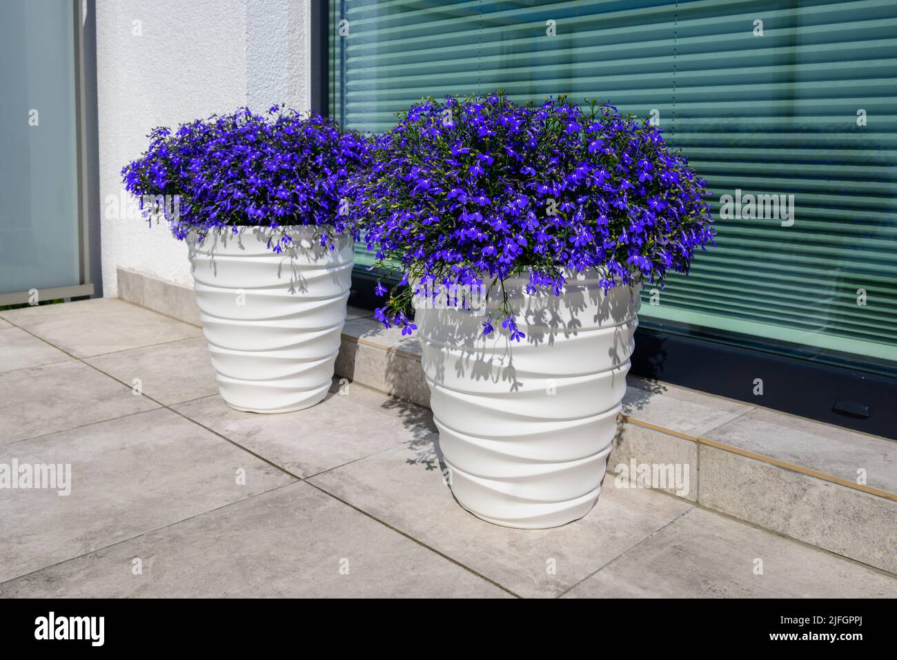 Lobelia erinus or Edging lobelia or Garden lobelia with fine blue flowers, the most popular seasonal balcony plant Stock Photo