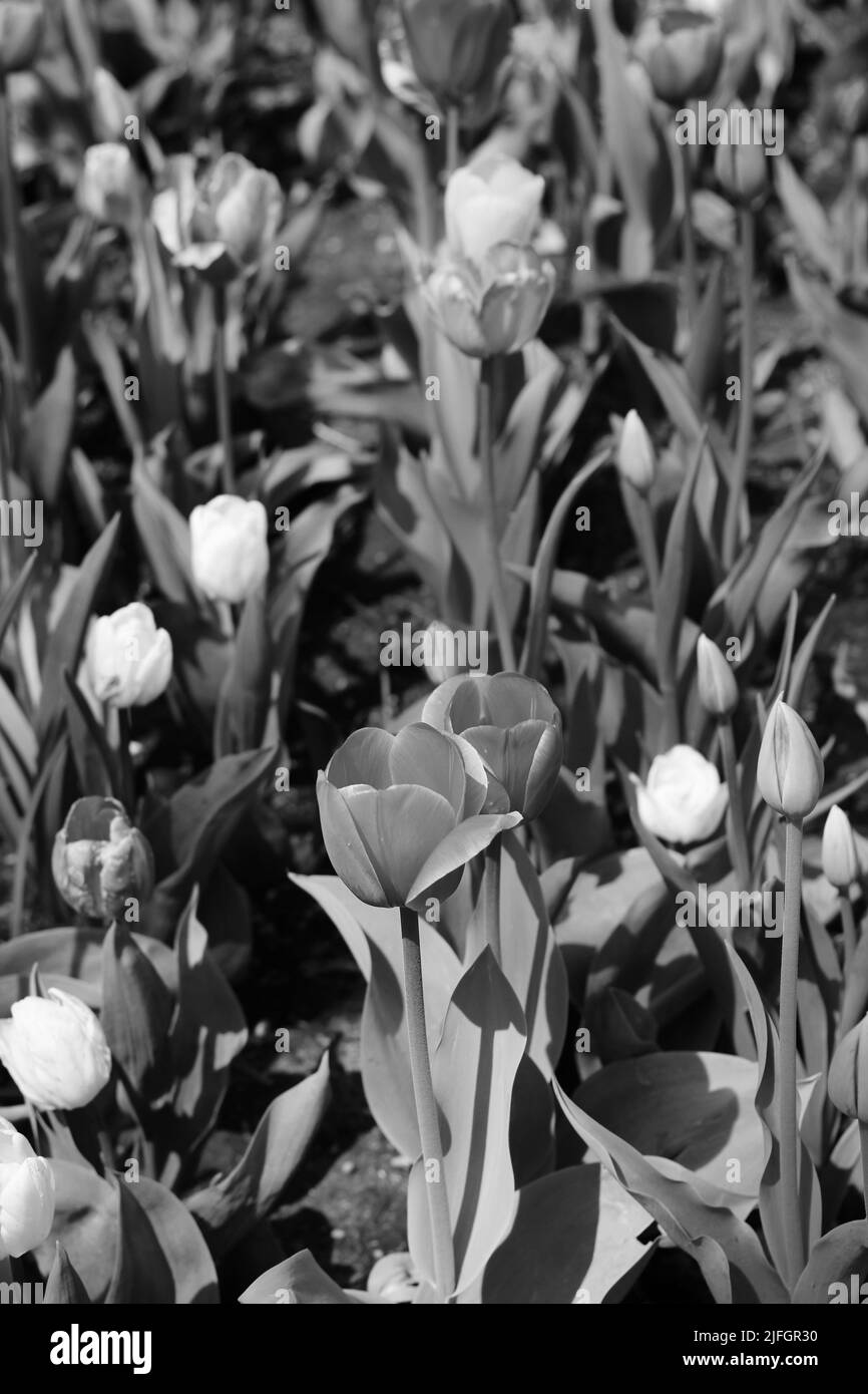 Beautiful spring flowers growing in the bright summer sun in black and ...