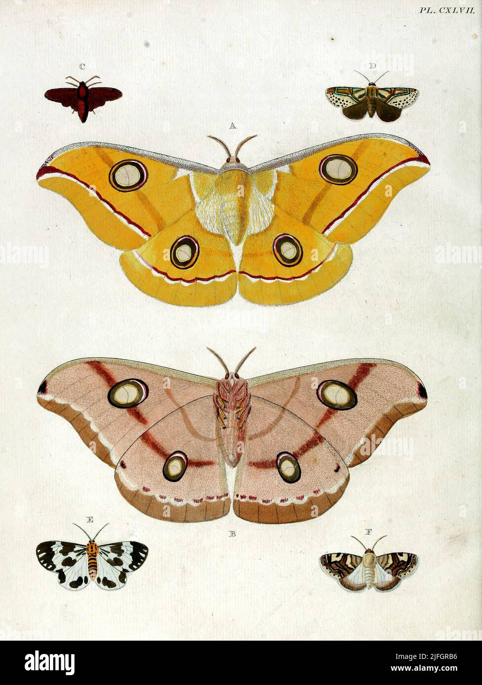 The vintage handdrawn illustrations of butterflies from an old book Stock Photo Alamy