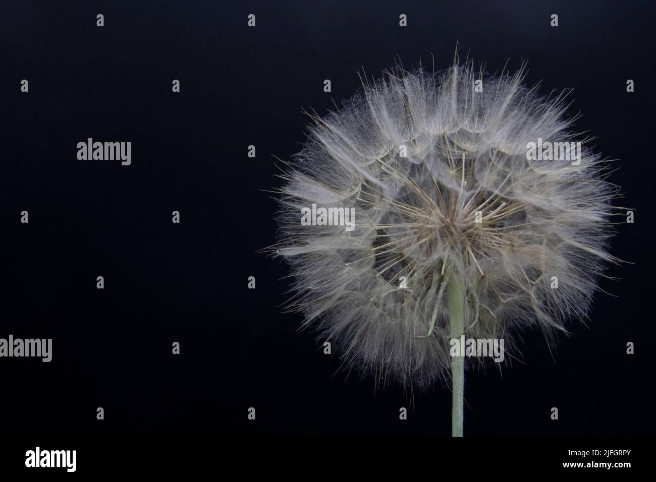 Big beautiful white fluffy dandelion isolated on black background. Stock Photo