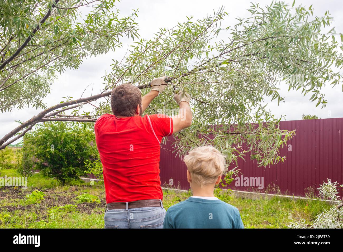 Father and son are working in the garden. A man saws off a branch on a tree. Spring tree pruning