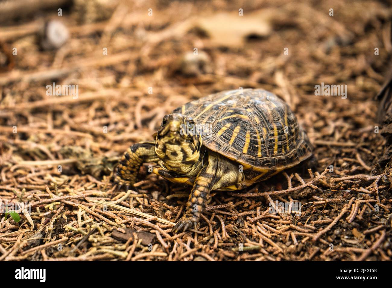 A box turtle in a garden bed Stock Photo Alamy