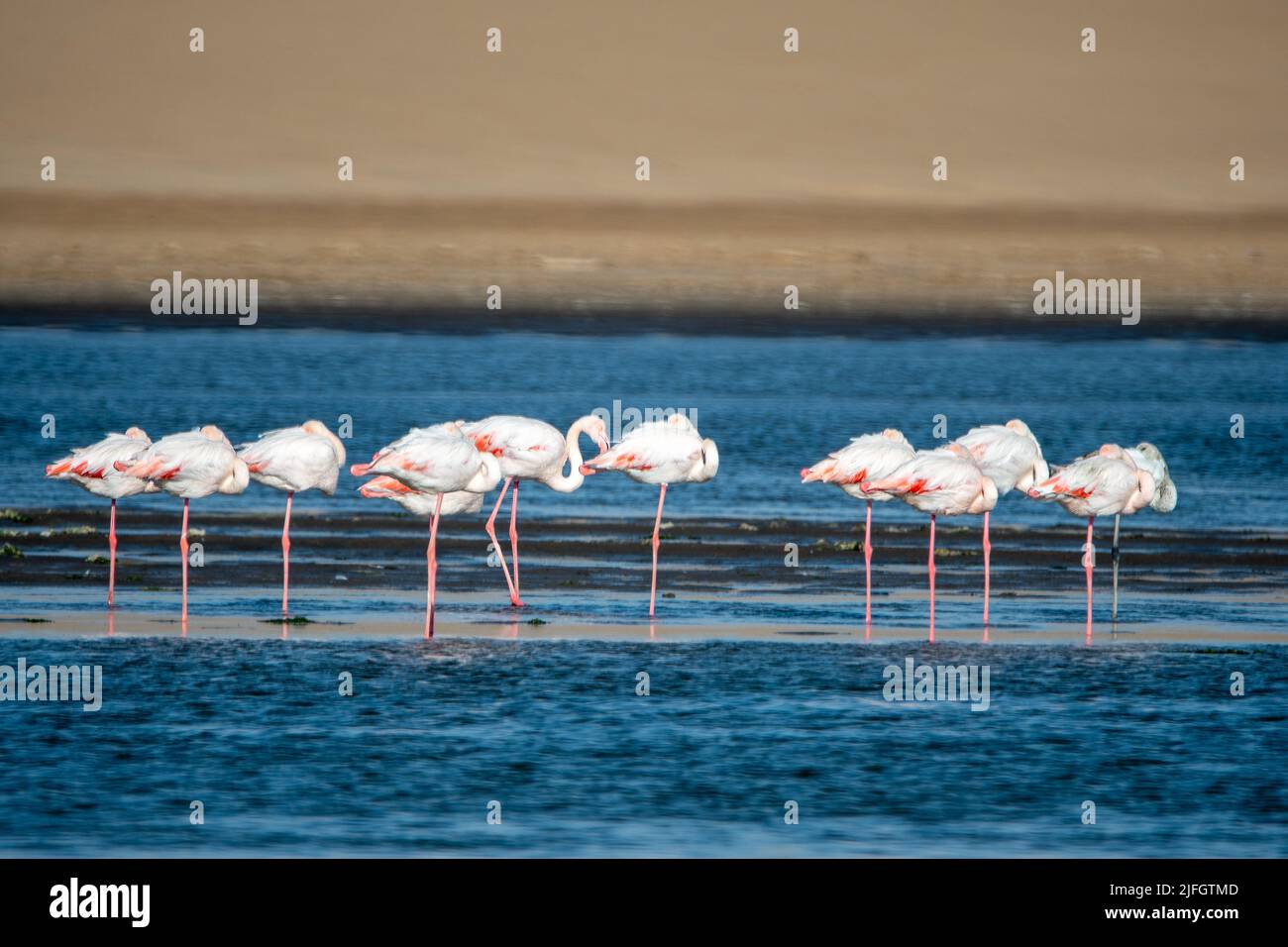 Group of pink flamingos at Walvis Bay in Arika Namibia Stock Photo