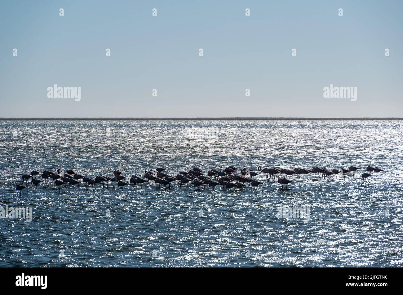 Group of pink flamingos in Walvis Bay in Arika Namibia against the light Stock Photo