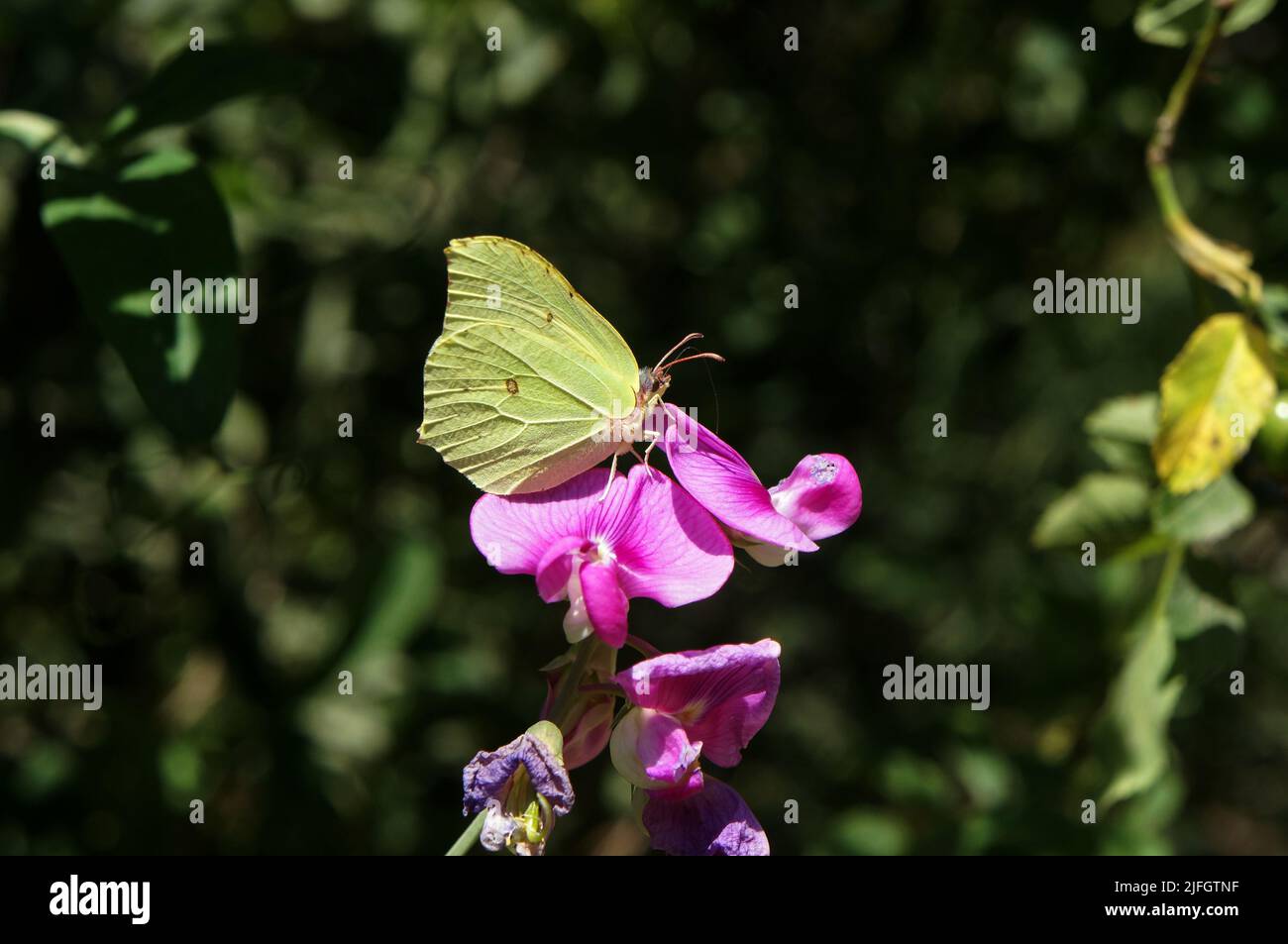 Butterfly Lemongrass. - Stock Photo