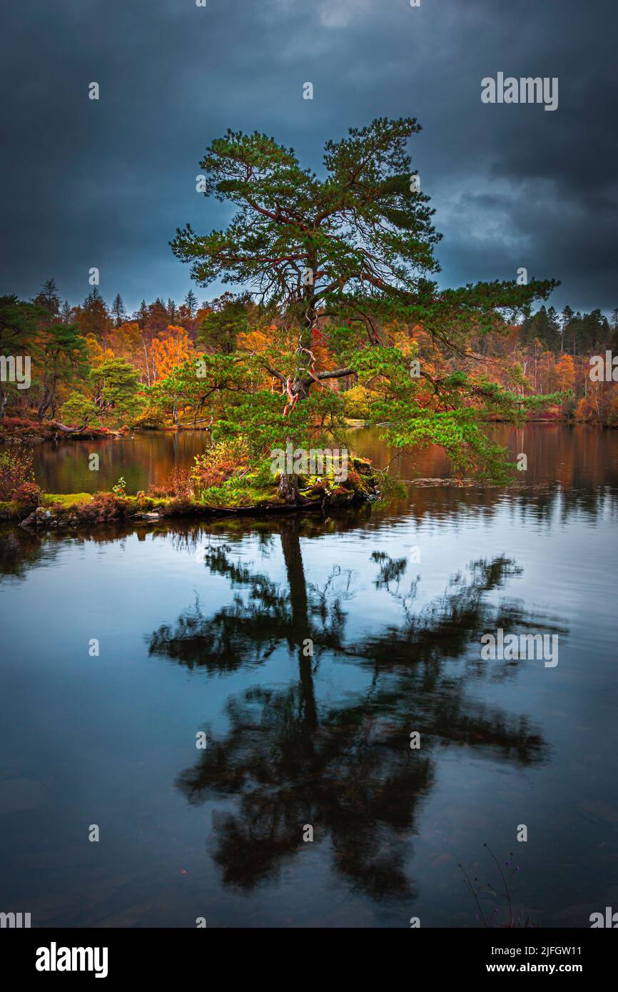 Dark and cloudy sky over Tarn Hows in Lake District, UK. Reflection of pine tree in calm water of lake and autumn coloured woodland in the background. Stock Photo