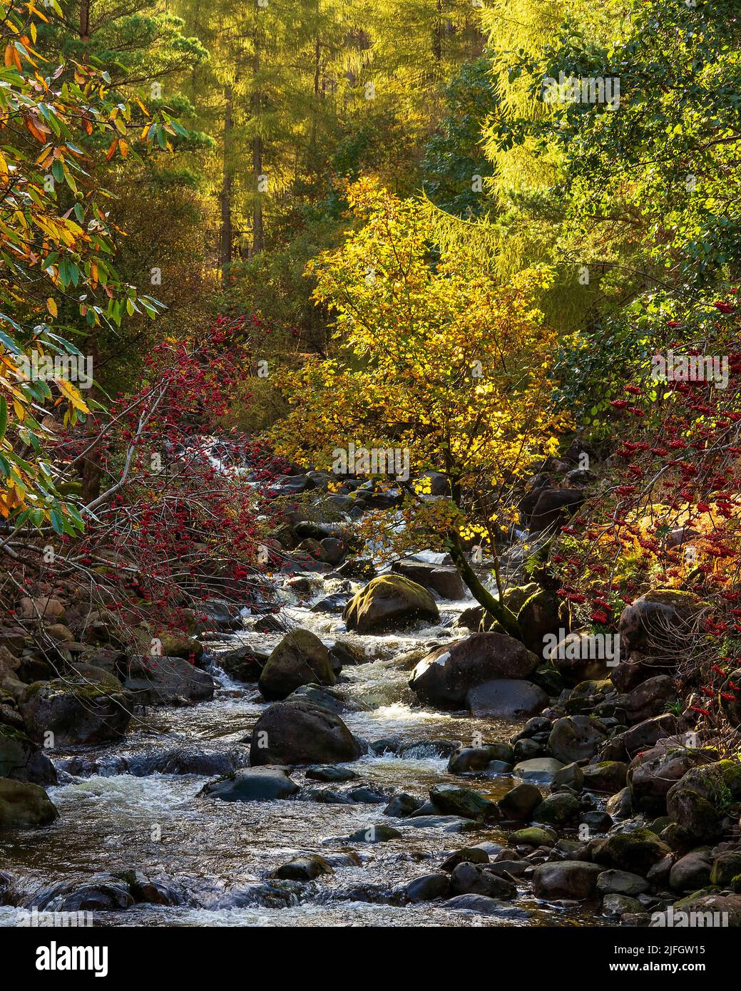 Highland burn in autumn colour, Torridon, Wester Ross, Scotland Stock Photo