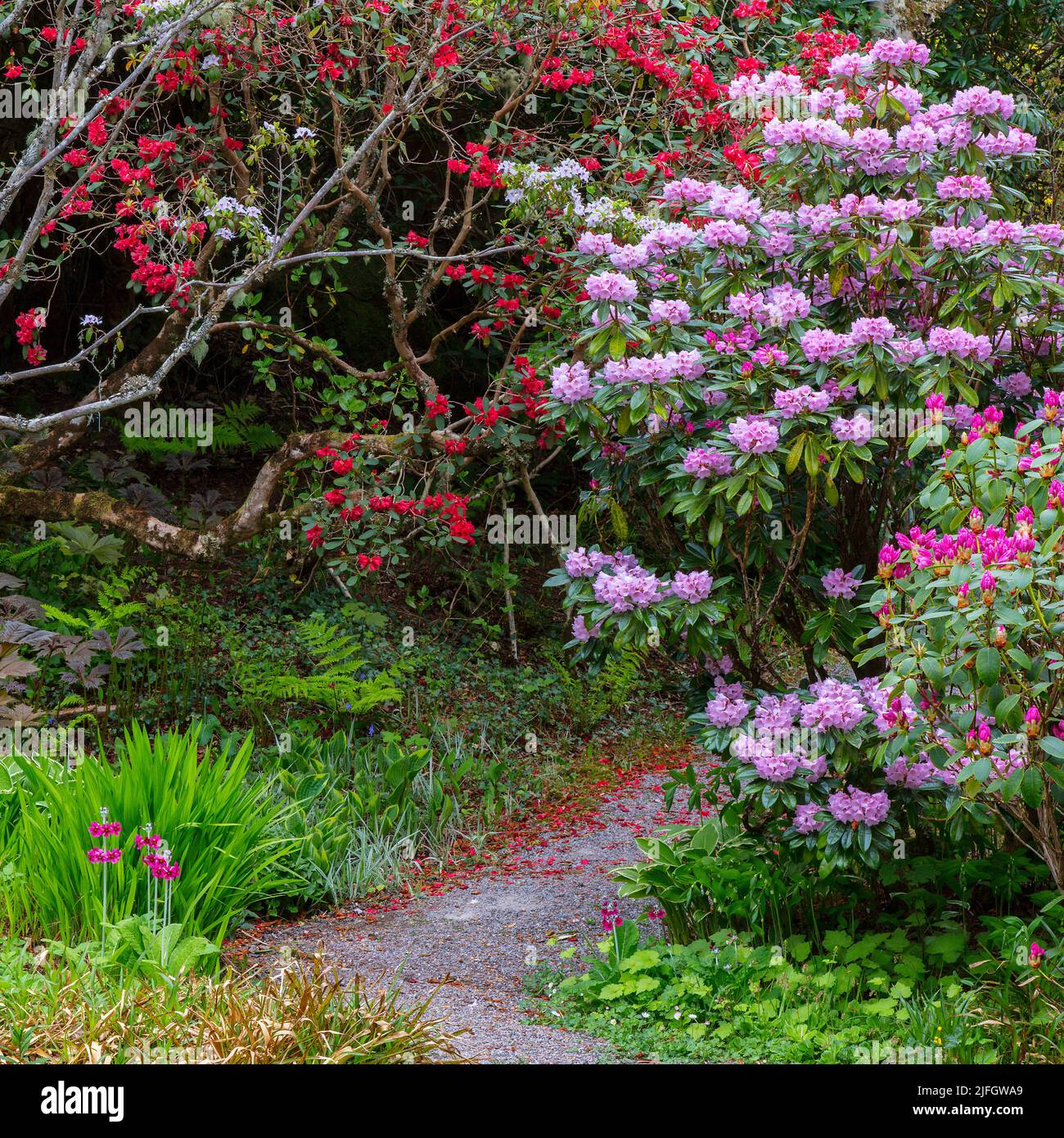 Rhododendron Walk at Attadale Gardens, Strathcarron, Wester Ross, Scotland Stock Photo