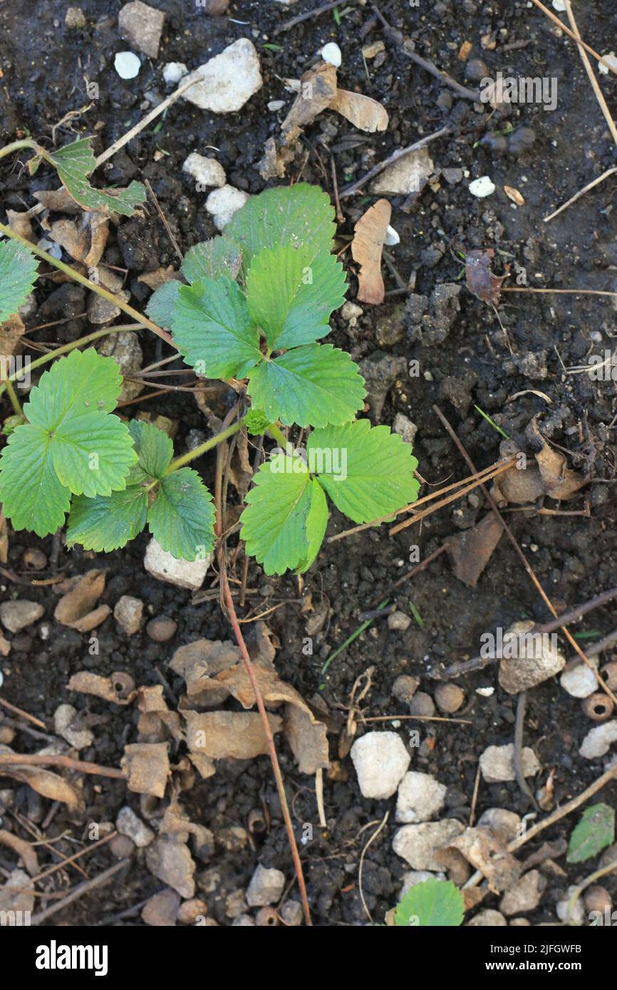 A leafy green strawberry plant growing in the summer garden Stock Photo ...