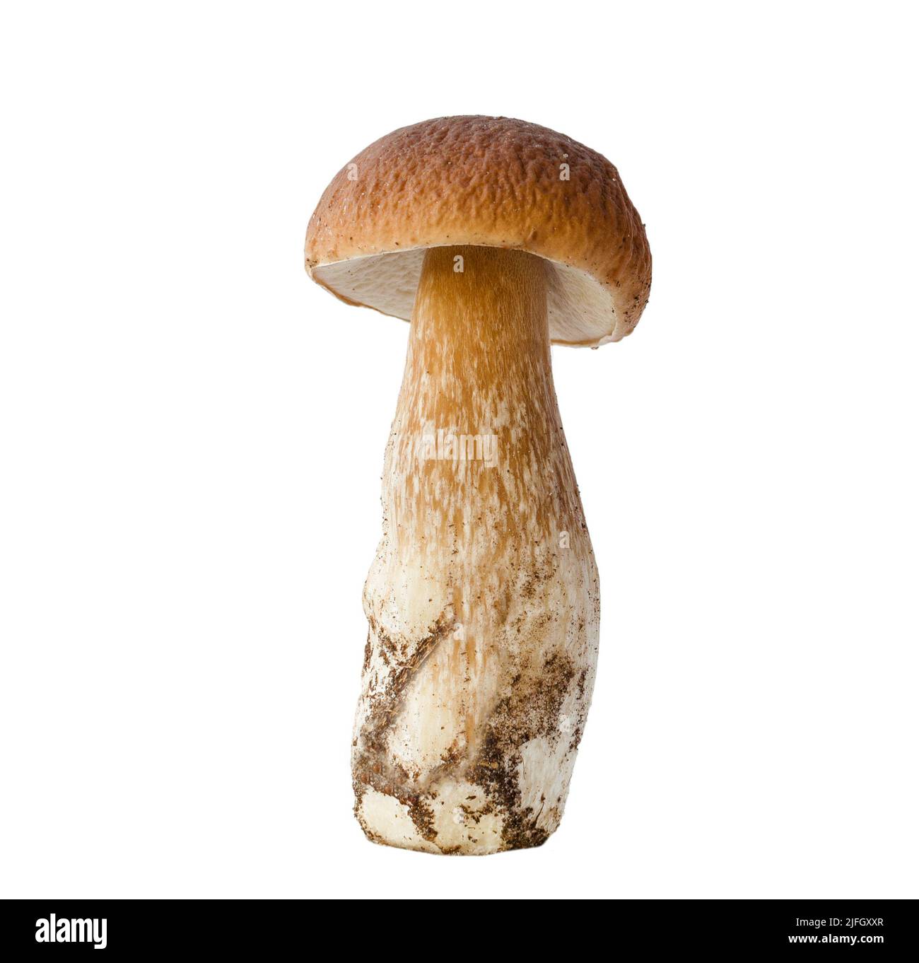 edible porcini mushroom with brown cap and isolated on white background