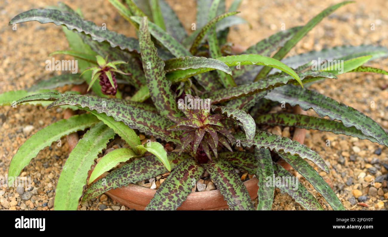 The striking leaves of a pineapple lily. Stock Photo