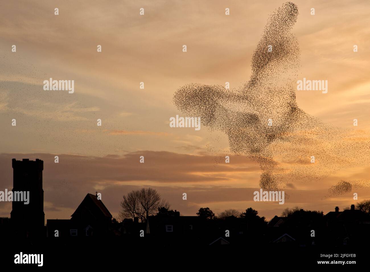 Starling murmuration over Carmarthen, Wales, UK Stock Photo