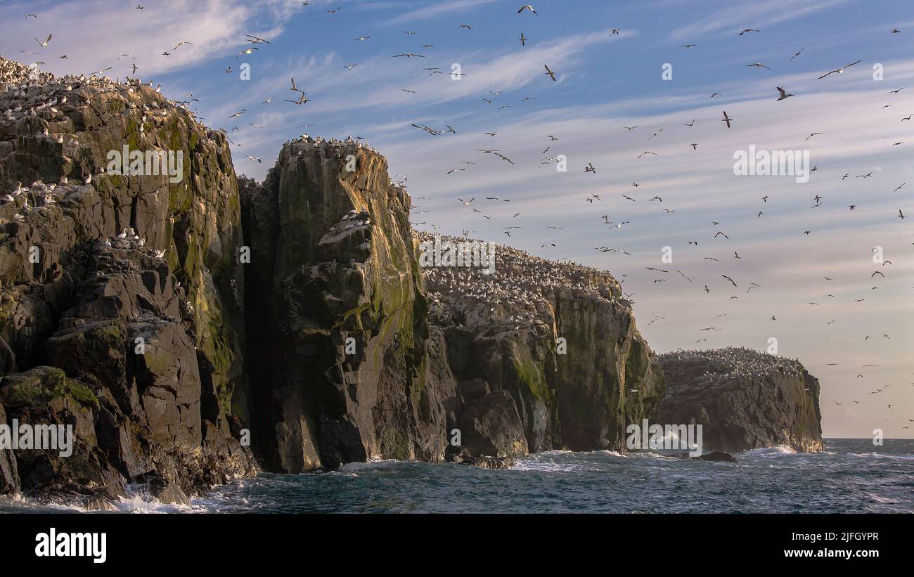 Northern Gannet seabird colony, Grassholm Island, Pembrokeshire, Wales, UK Stock Photo
