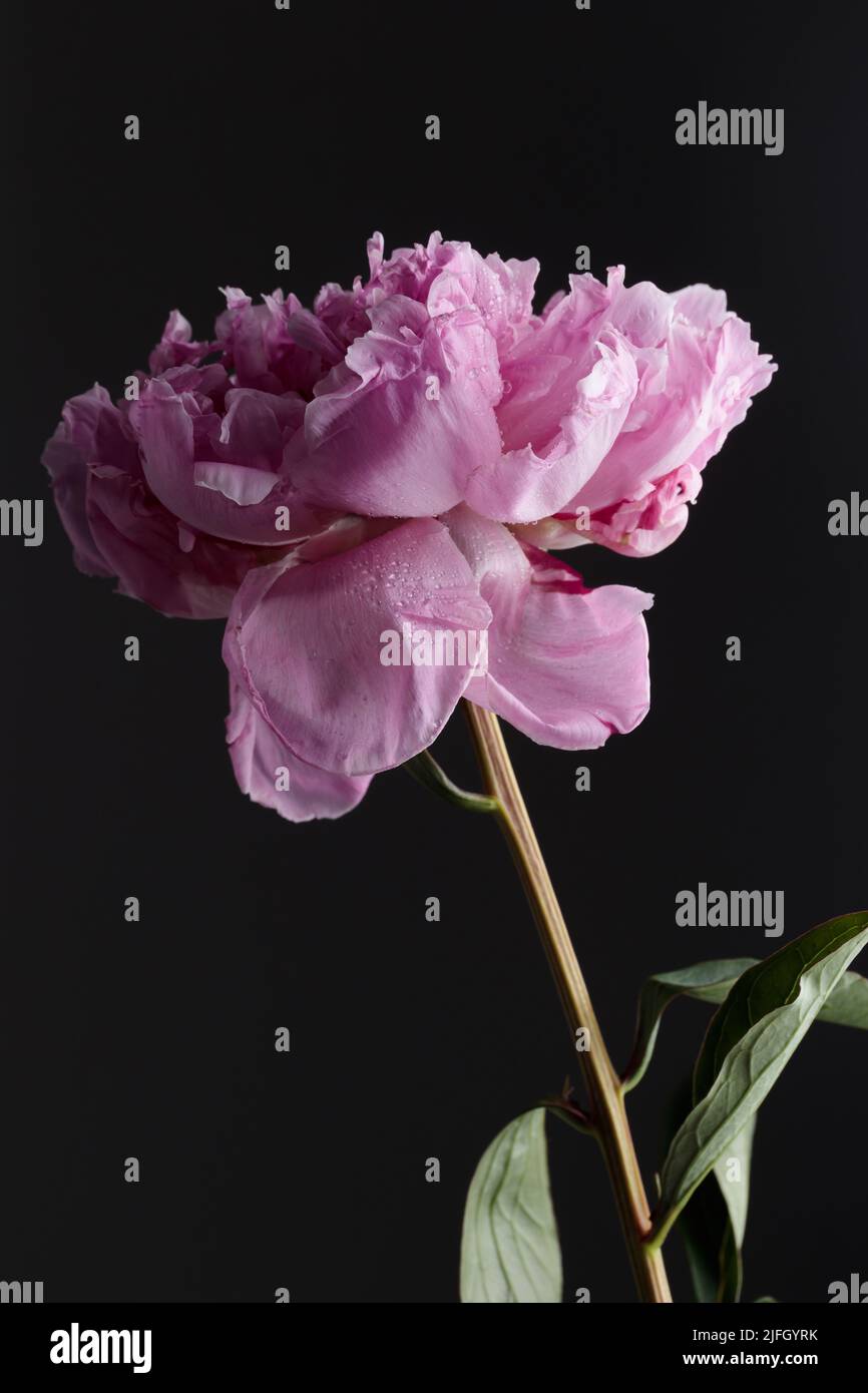 Fresh Pastel colored Pink peony in full bloom with dark background ...