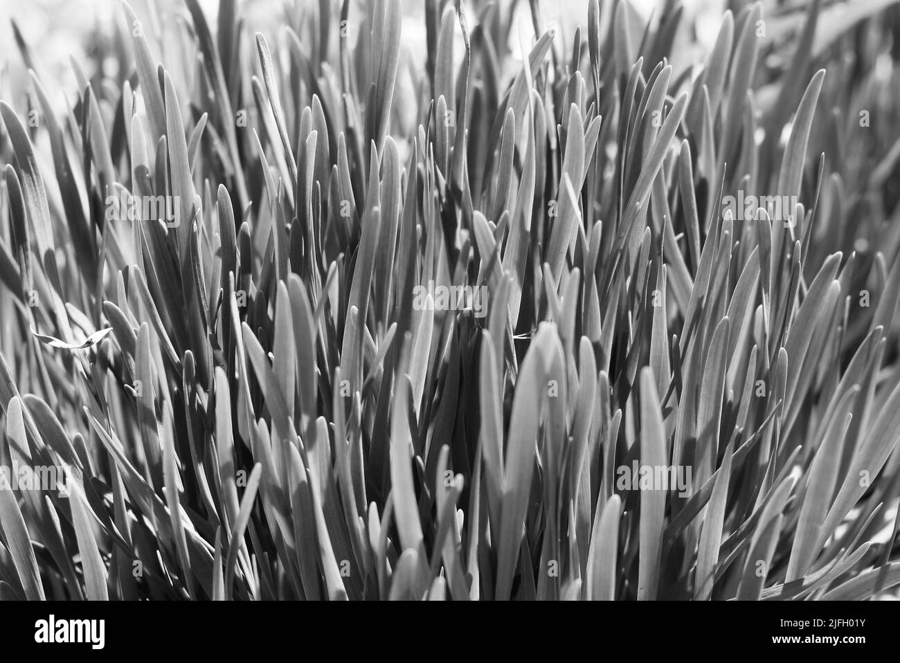 Full frame of leafy blades of grass growing in the bright summer sun in