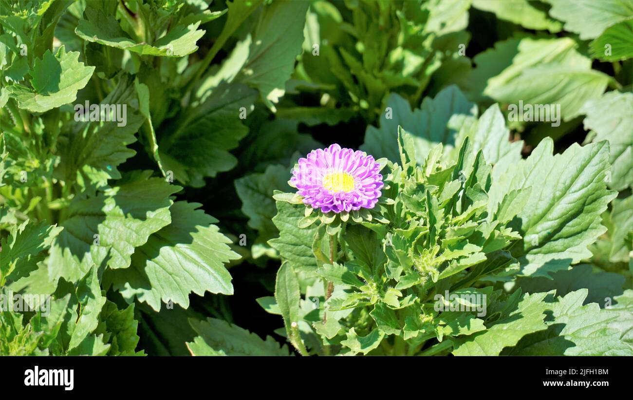 Beautiful Callistephus chinensis also known as china, annual, giant crego aster, ochiul boului, ruji de toamna. Colorful flowers with natural green le Stock Photo