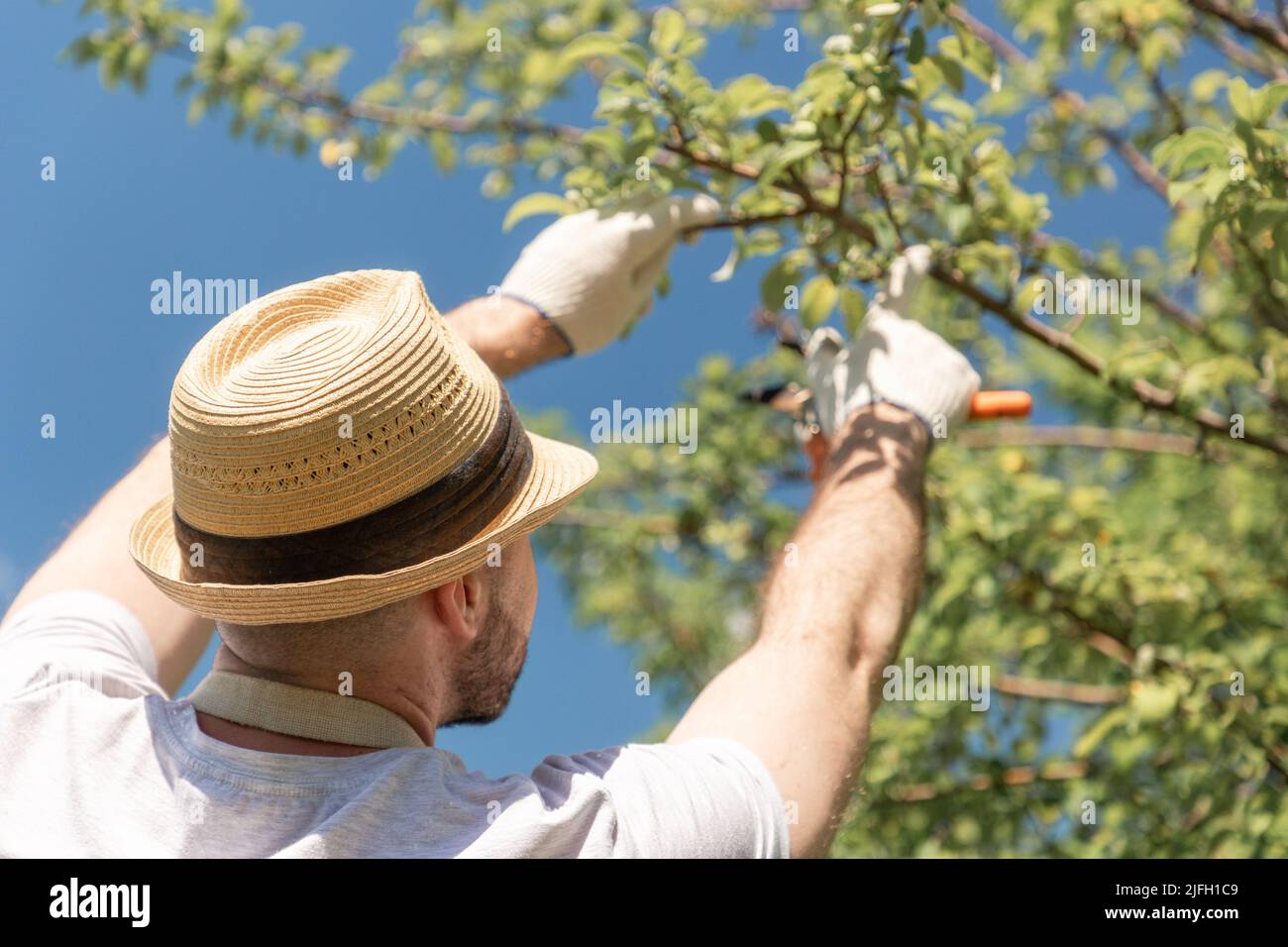Bearded gardener wearing in gloves and straw hat pruning a branch of ...